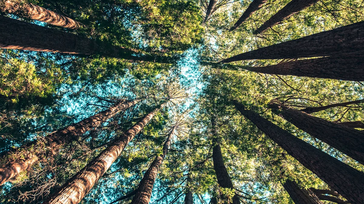 Upward view through a forest used by the Applied Sustainability project